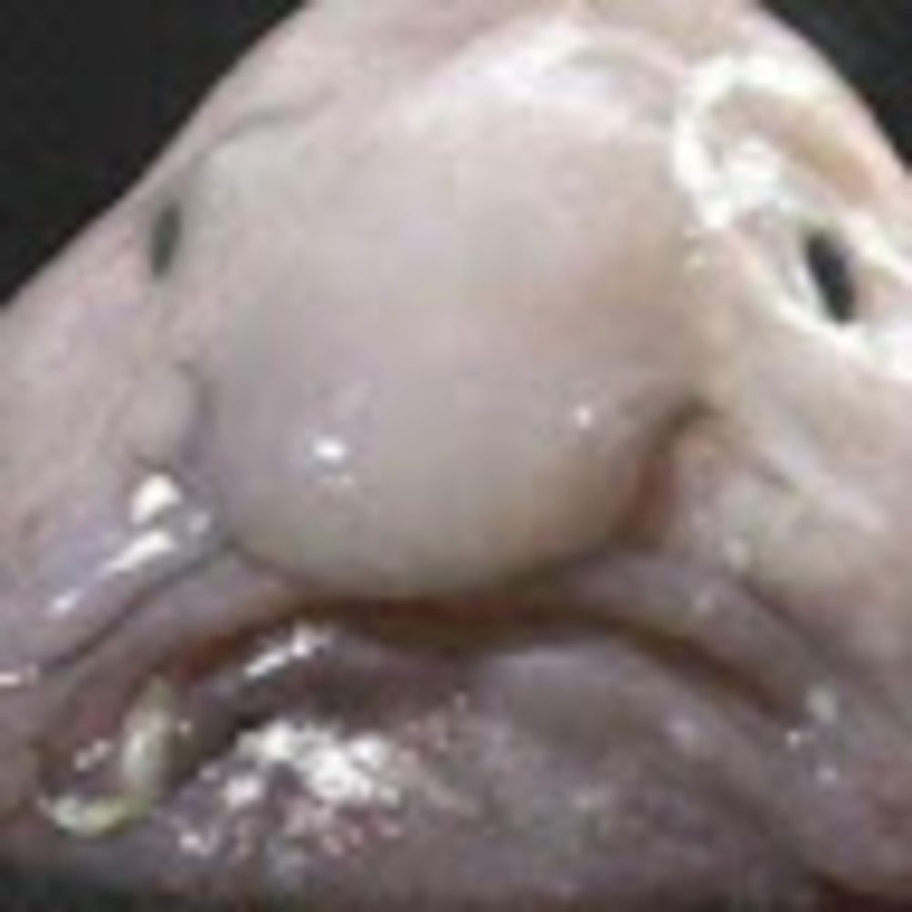 Meet your Posher, Sienna